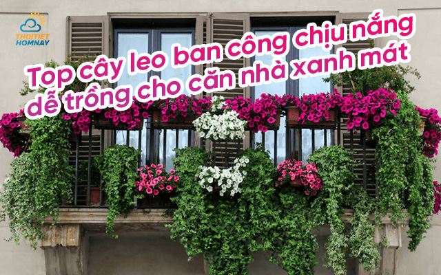 Top cây leo ban công chịu nắng nên trồng cho căn nhà xanh mát